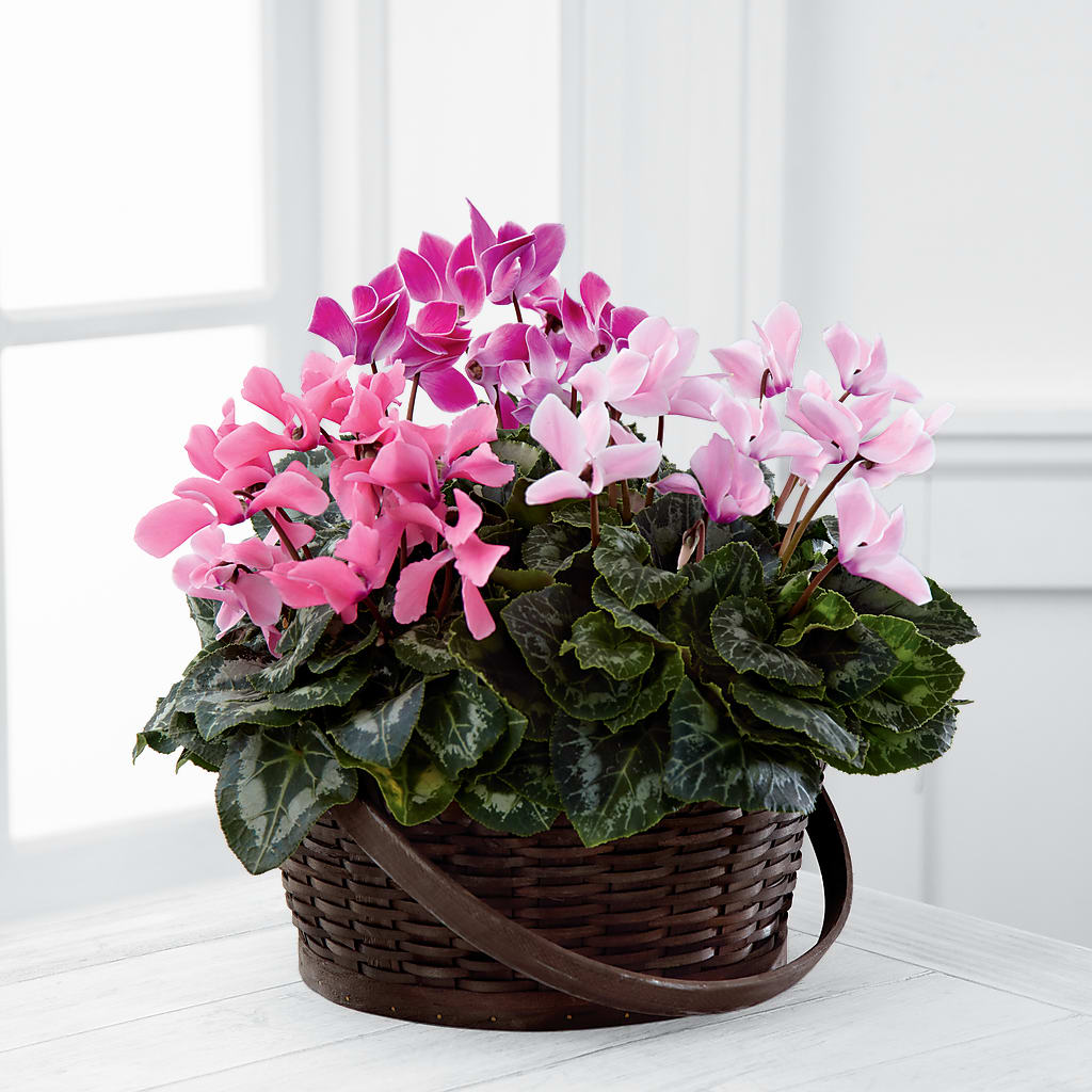 Mixed Cyclamen Planter – SARAH'S FLOWERS, Fullerton CA
