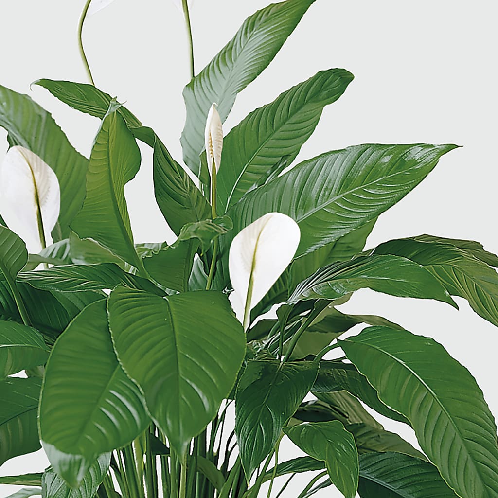 Tranquil Moments Peace Lily Plant – SARAH'S FLOWERS, Fullerton CA