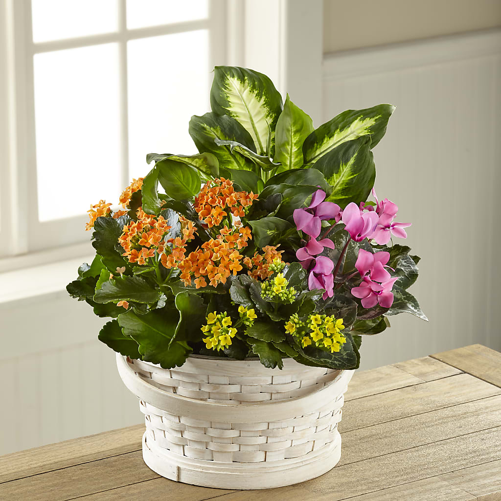 Color Crush Dishgarden – SARAH'S FLOWERS, Fullerton CA