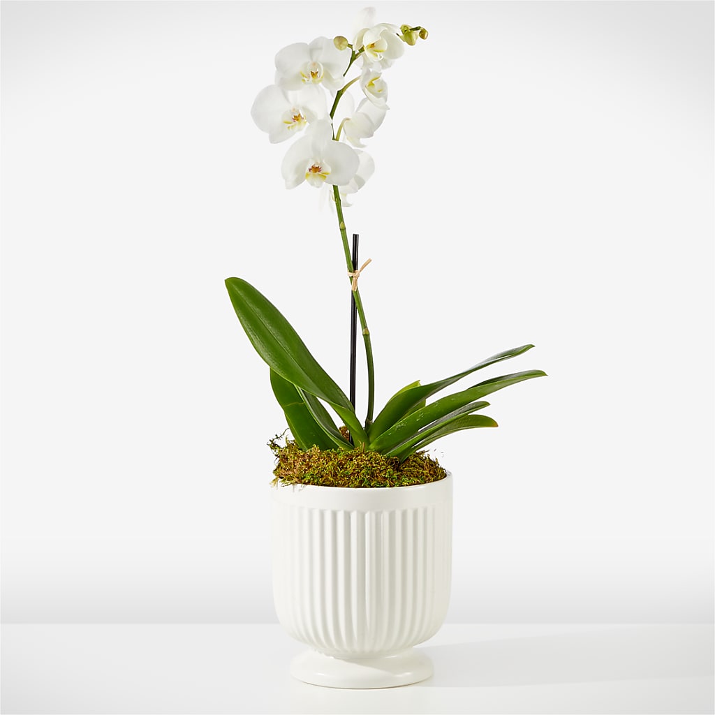 Whispering White Orchid – SARAH'S FLOWERS, Fullerton CA