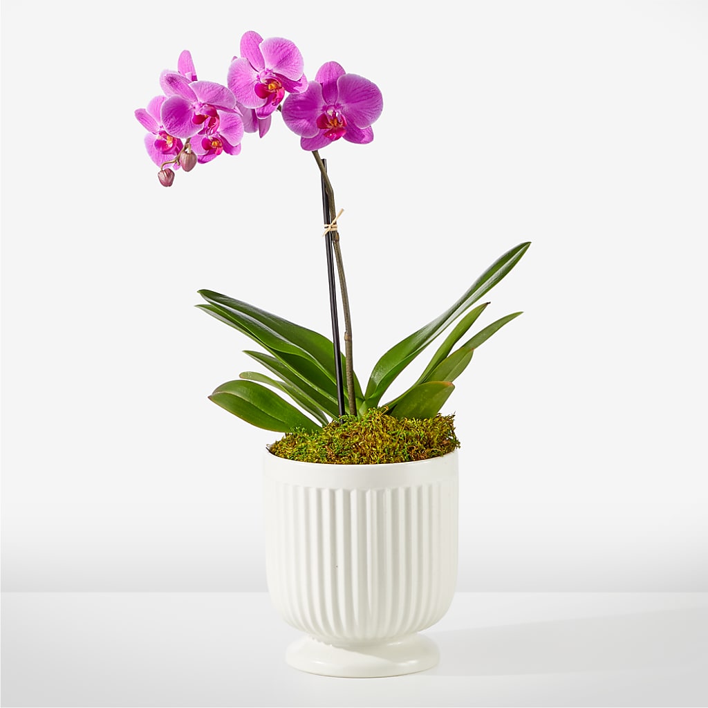 Friendly Fuchsia Orchid – SARAH'S FLOWERS, Fullerton CA