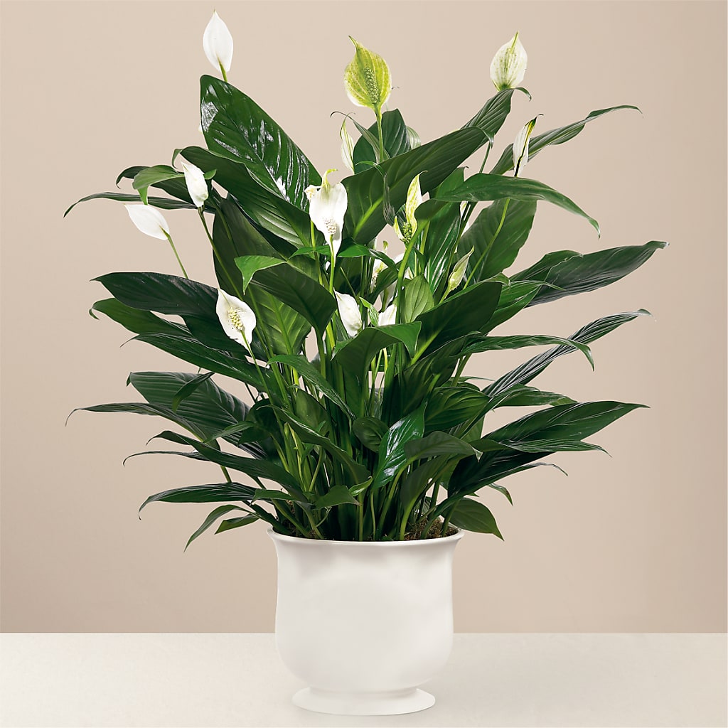 Comfort Planter – SARAH'S FLOWERS, Fullerton CA