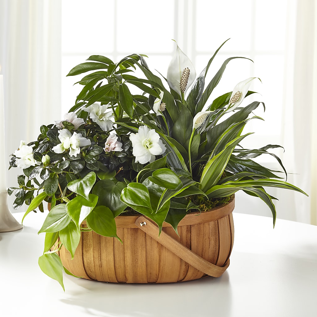 Serene Dishgarden – SARAH'S FLOWERS, Fullerton CA