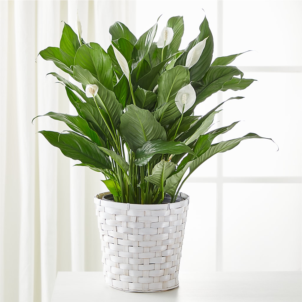 A New Leaf Peace Lily – SARAH'S FLOWERS, Fullerton CA