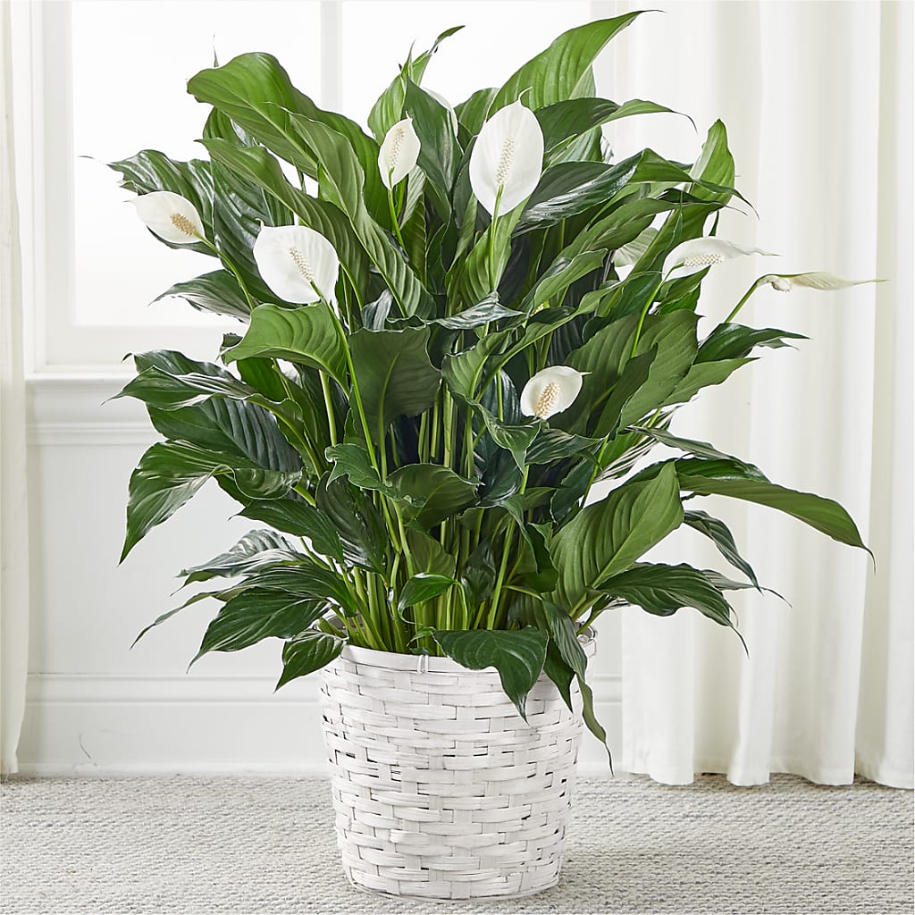 A New Leaf Peace Lily – SARAH'S FLOWERS, Fullerton CA