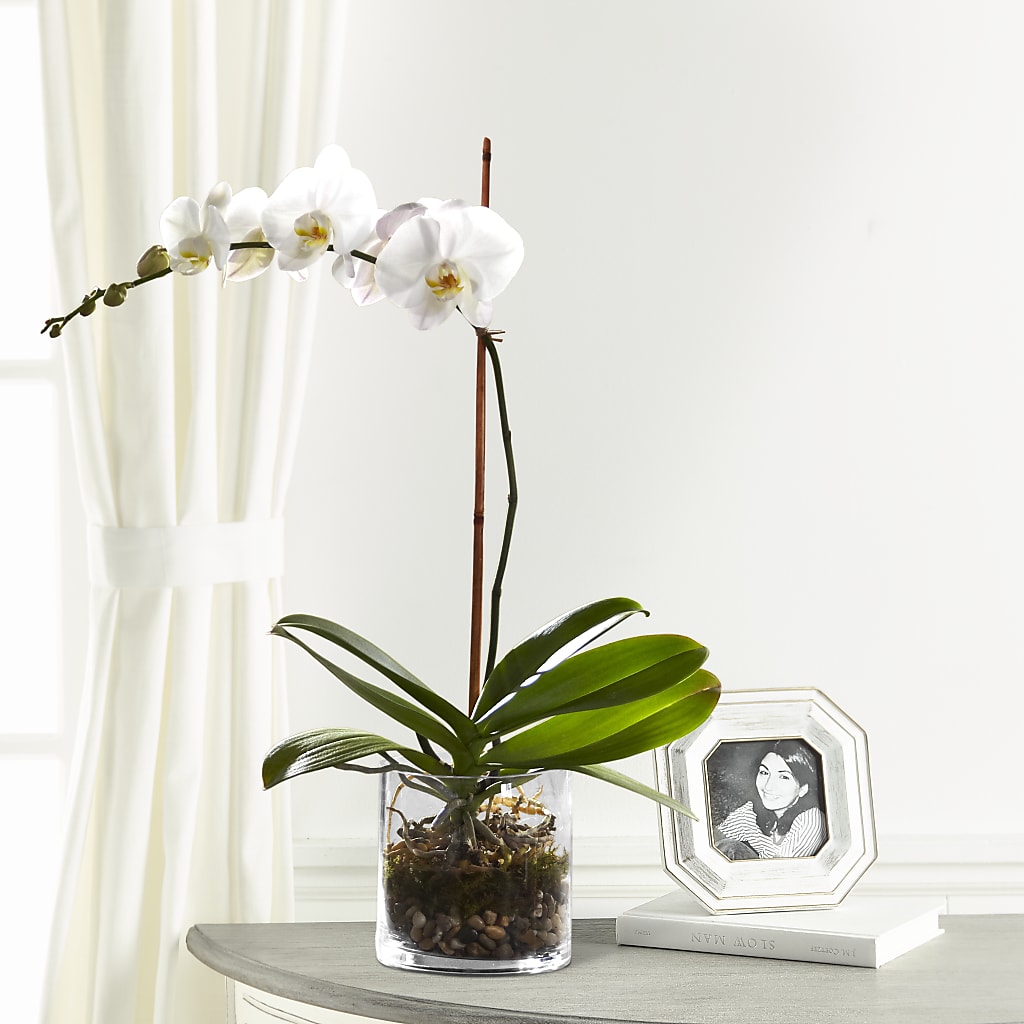White Orchid Planter – SARAH'S FLOWERS, Fullerton CA