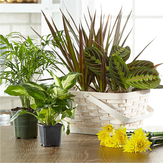 Florist Designed Blooming and Green Plants in a Basket – SARAH'S FLOWERS, Fullerton CA