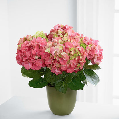 Pink Hydrangea Planter – SARAH'S FLOWERS, Fullerton CA