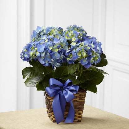 Blue Hydrangea Planter – SARAH'S FLOWERS, Fullerton CA