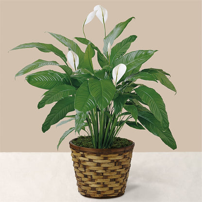 Tranquil Moments Peace Lily Plant – SARAH'S FLOWERS, Fullerton CA