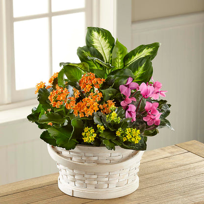 Color Crush Dishgarden – SARAH'S FLOWERS, Fullerton CA