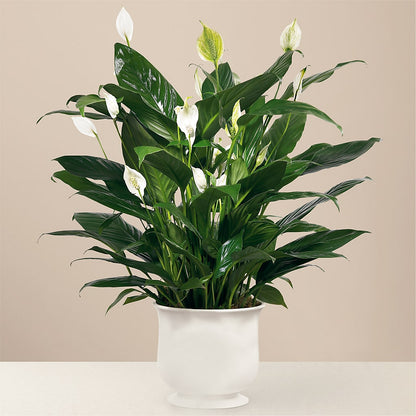 Comfort Planter – SARAH'S FLOWERS, Fullerton CA