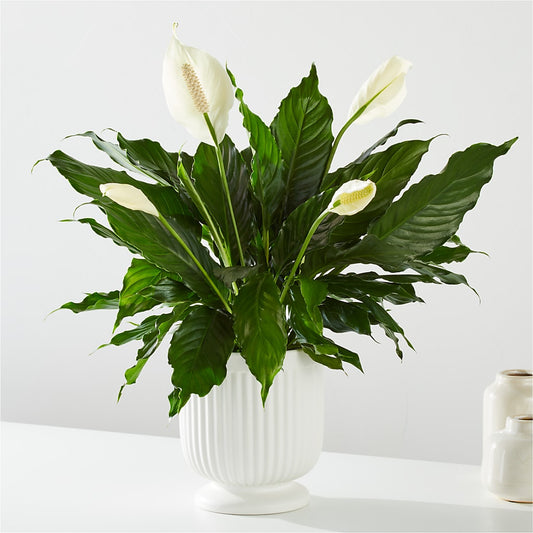 Comfort Planter – SARAH'S FLOWERS, Fullerton CA
