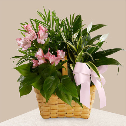 Living Spirit Dishgarden – SARAH'S FLOWERS, Fullerton CA
