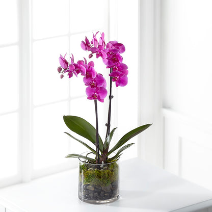 Pink Orchid Plant – SARAH'S FLOWERS, Fullerton CA