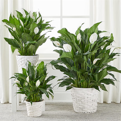 A New Leaf Peace Lily – SARAH'S FLOWERS, Fullerton CA