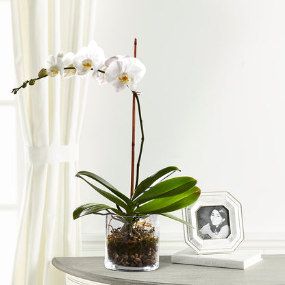White Orchid Planter – SARAH'S FLOWERS, Fullerton CA
